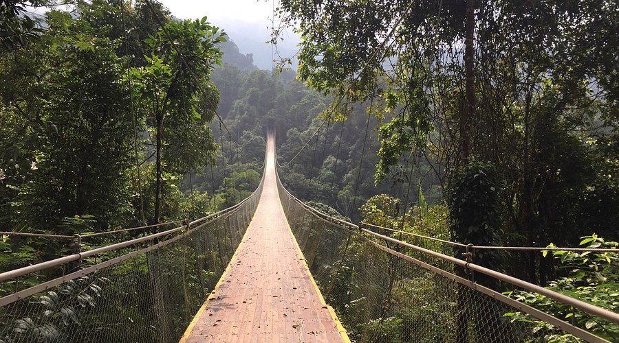 Suspension Bridge